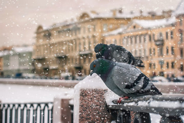 Зимний город и голуби - obrazy, fototapety, plakaty