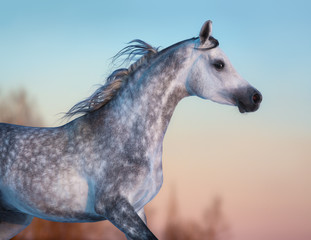 Gray purebred Arabian horse on background of evening sky