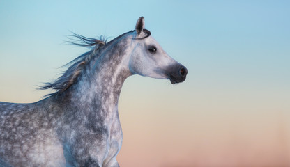 Obraz na płótnie Canvas Gray purebred Arabian horse on background of evening sky