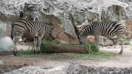 Fototapeta na wymiar Zebras / Zebras eating the grass together.
