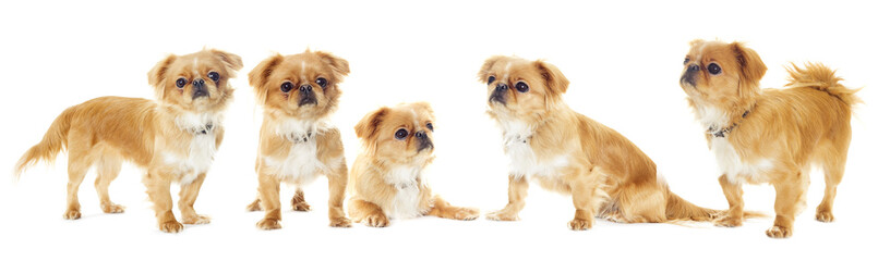 Pekingese puppy looking