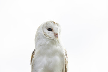 Barn owl perched with light white cloud background