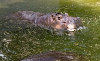 Fototapeta premium Hippopotamus / Hippopotamus playing in the pool.