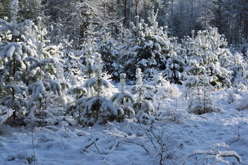 Las zimą. © boguslavus