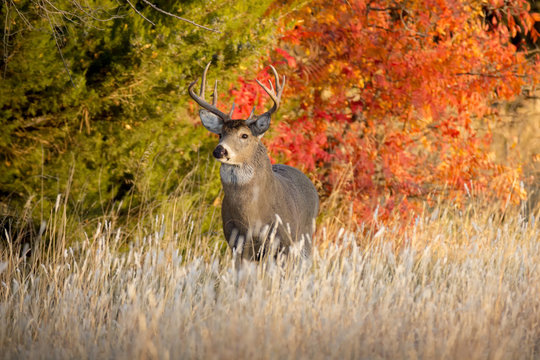 Fototapeta Powerful Male Whitetail Buck Searches For Female Deer During Fall Rutting Season In Kansas