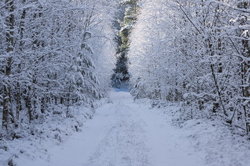 Las zimą. © boguslavus