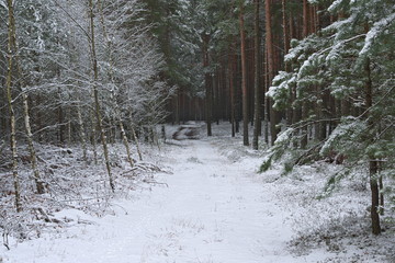 Zima w lesie.