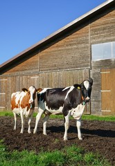 Zwei junge K&uuml;he stehen auf der Weide vor einem Kuhstall