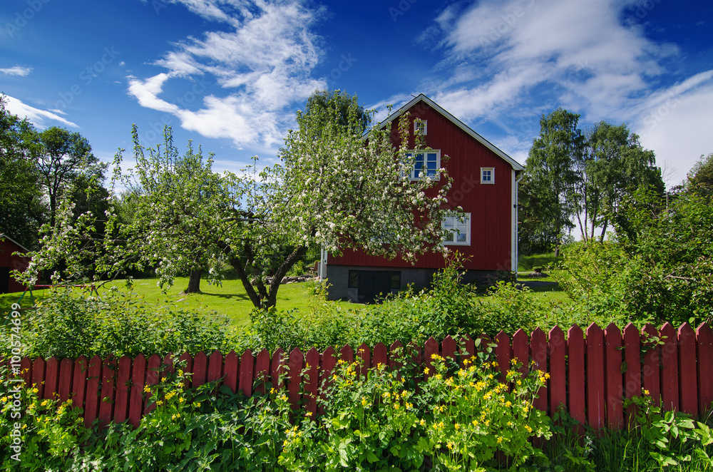 Wall mural Traditional swedish garden with red wooden house, blue sky and apple tree at spring, holiday vacation natural background