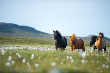 Icelandic horses. The Icelandic horse is a breed of horse developed in Iceland. Although the horses are small, at times pony-sized, most registries for the Icelandic refer to it as a horse. - obrazy, fototapety, plakaty