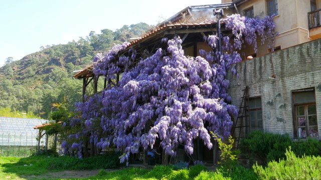 lovely village house, walls full of flover