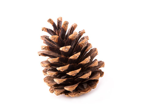 beautiful fir-cone isolated on white