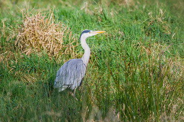 an heron in the field