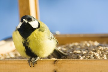 Tomtit in feeder