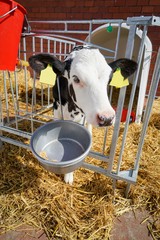 Junges, niedliches Kalb in einer Outdoor-Kälberbox