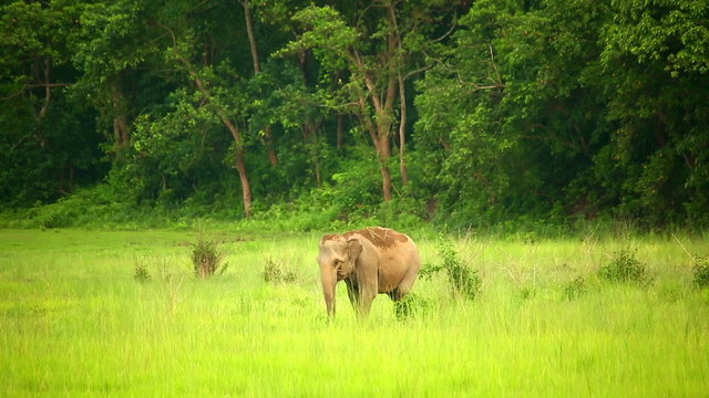 elephants in chitwan national park, nepal