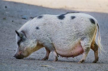 Big female farm pig with black spots grazing at the farm