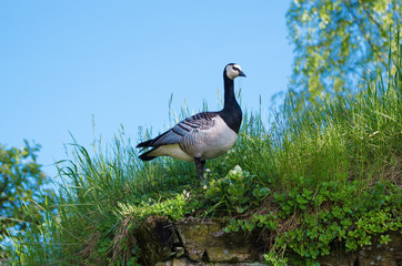 Canada goose, Branta canadensis. Wildlife animal in the nature