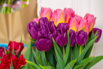 Beautiful pink and purple tulips. A bouquet of flowers for March 8, or Valentine's day