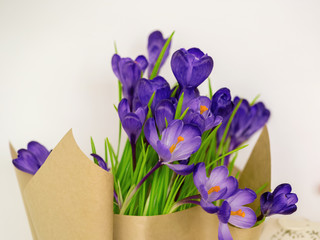 Beautiful crocuses. A bouquet of flowers for March 8, or Valentine's day