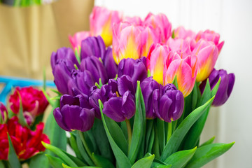 Beautiful pink and purple tulips. A bouquet of flowers for March 8, or Valentine's day