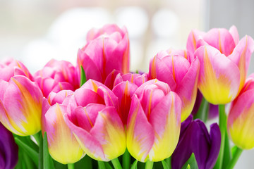 Beautiful pink and purple tulips. A bouquet of flowers for March 8, or Valentine's day