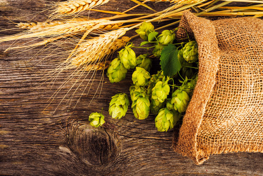 Barley and hop cones on  rustic wooden background. Beer brewing ingredients