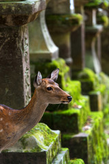 Young deer among stone lanterns in Kasuga Shrine, Nara