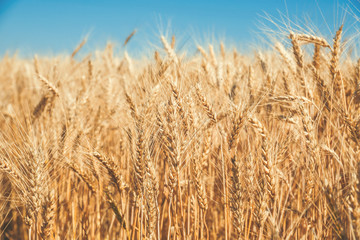 Fototapeta na wymiar Gold wheat field and blue sky
