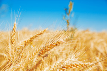 Gold wheat field and blue sky