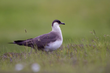 Arctic Skua, Stercorarius parasiticus