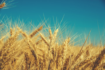 Gold wheat field and blue sky