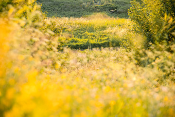 Beautiful rural landscape with sunrise over a meadow. Soft focus