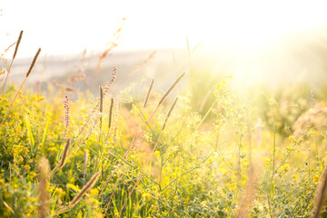 Beautiful rural landscape with sunrise over a meadow. Soft focus