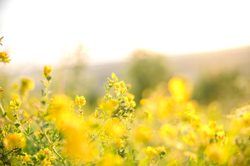Beautiful rural landscape with sunrise over a meadow. Soft focus