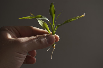 wheat corn growth © radebojic