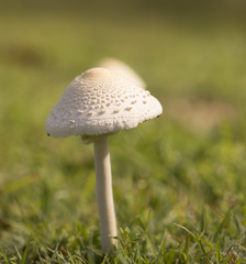 Mushroom emerges after spring rain