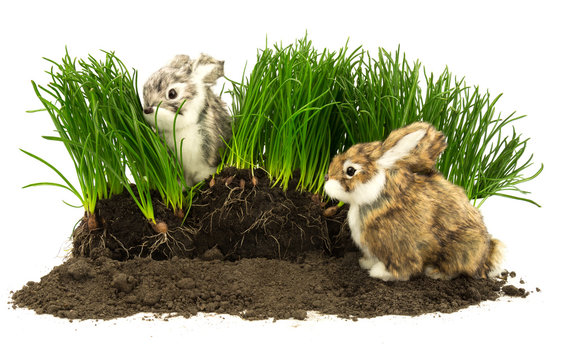 Cute rabbits, pets on the soil with grass