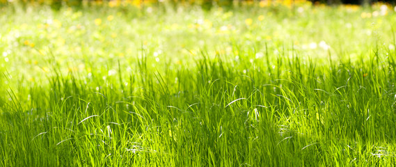 green grass in spring nature panorama