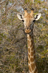 Portrait of a beautiful giraffe