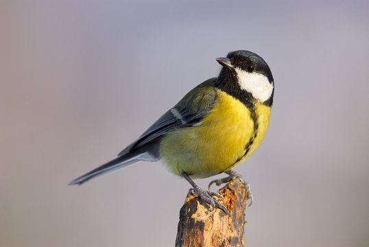 Beautiful great tit