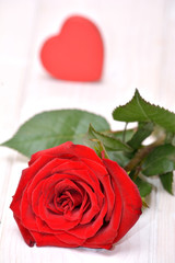 Rose for Valentines 