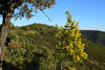 Esterel & mimosa