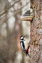 Male great spotted Woodpecker