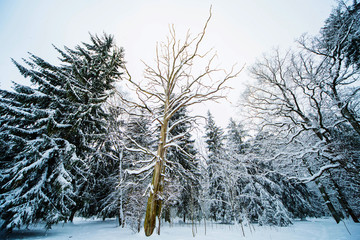 смешанный зиний лес в снегу за городом © bu_photo