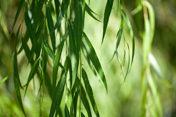 weeping willow background - 100581888