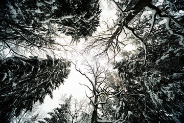 смешанный зиний лес в снегу за городом © bu_photo