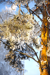 Branches of pines.