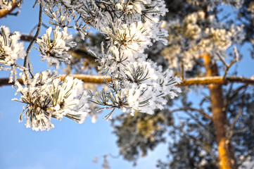 Branches of pines.