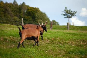 goat outdoors